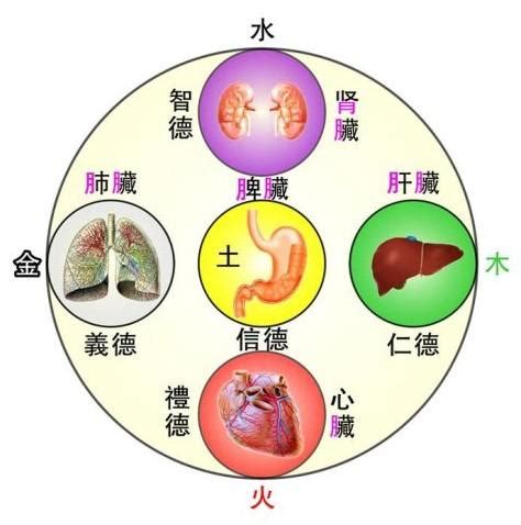 胃 五行|（十二）胃气为本